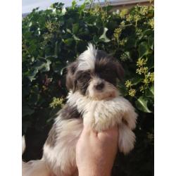 Raszuivere Shih-Tzu pups en zo lief !!!!!!!! RASZUIVER