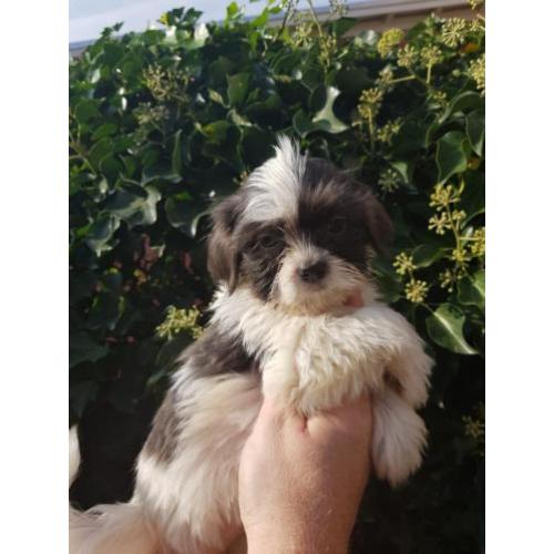 Raszuivere Shih-Tzu pups en zo lief !!!!!!!! RASZUIVER