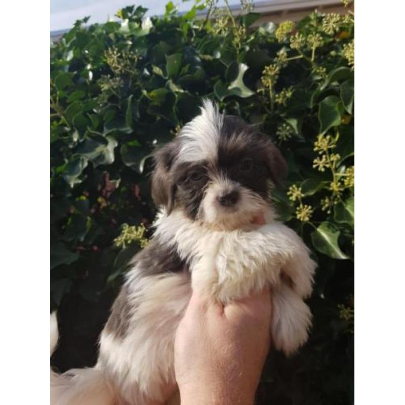 Raszuivere Shih-Tzu pups en zo lief !!!!!!!! RASZUIVER