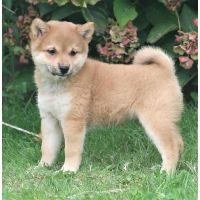 Shiba inu pups beschikbaar