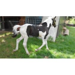 Barock Pinto hengstveulen bont