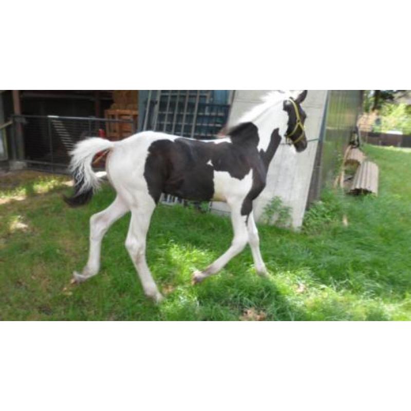Barock Pinto hengstveulen bont