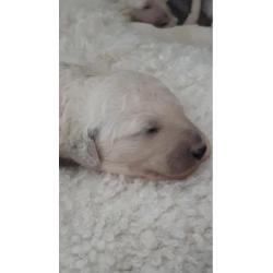 Geboren !! witte konings poedel pups met stamboom fci