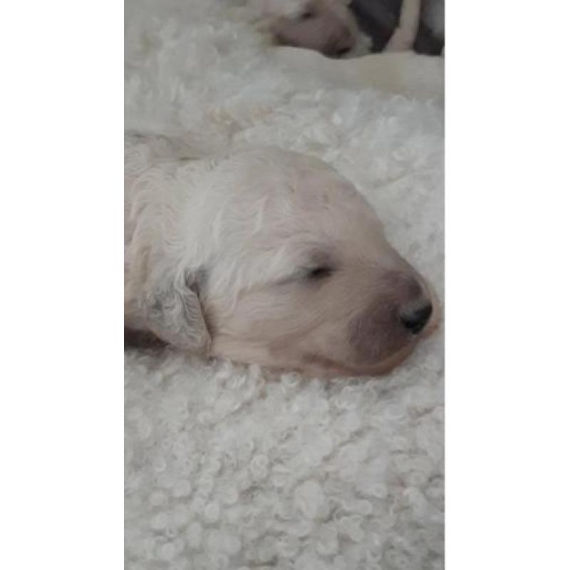 Geboren !! witte konings poedel pups met stamboom fci