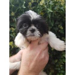 Raszuivere Shih-Tzu pups en zo lief !!!!!!!! RASZUIVER