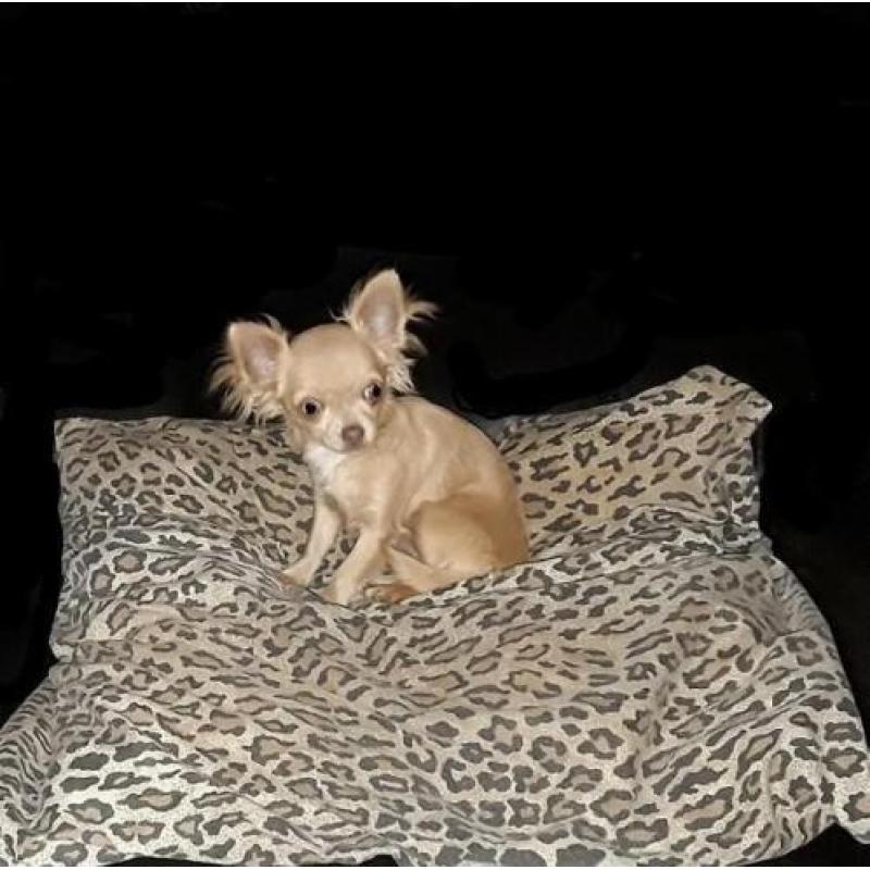Mooi klein chihuahua teefje