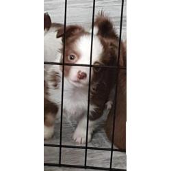chihuahua reu pup 9 weken
