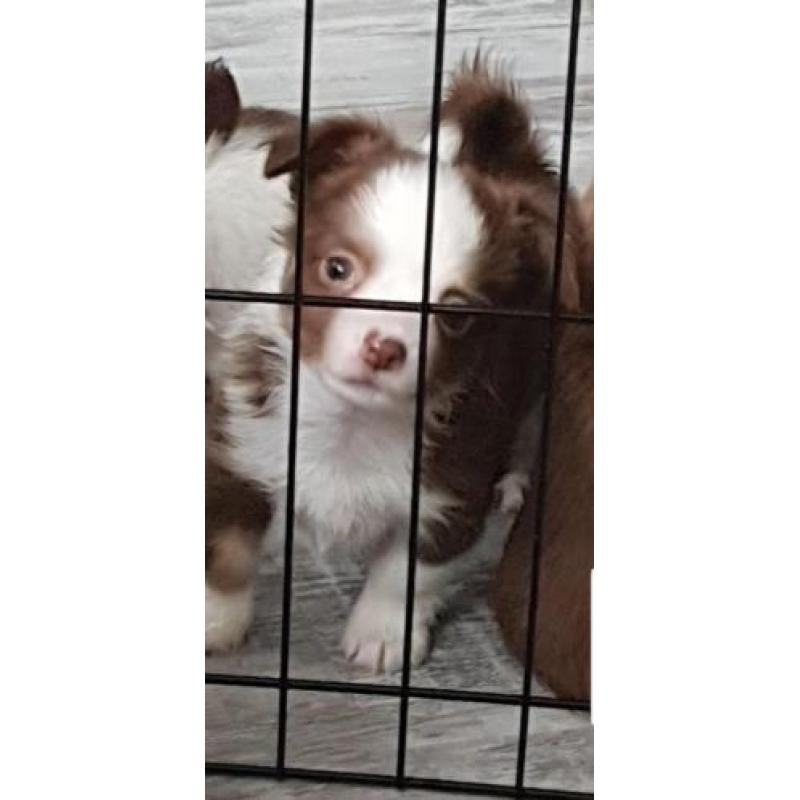 chihuahua reu pup 9 weken