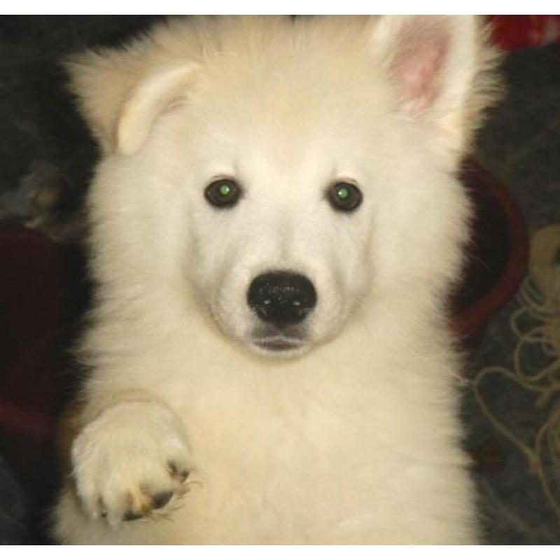Keeshonden Pups