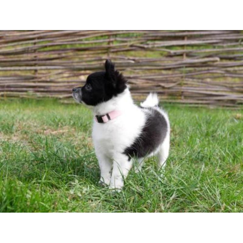 Prachtig pomchi teefje
