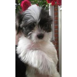Raszuivere Shih-Tzu pups en zo lief !!!!!!!! RASZUIVER