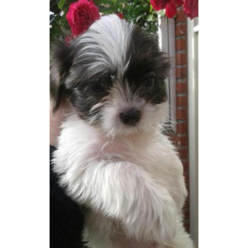 Raszuivere Shih-Tzu pups en zo lief !!!!!!!! RASZUIVER
