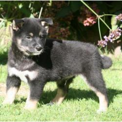 Shiba inu pups beschikbaar