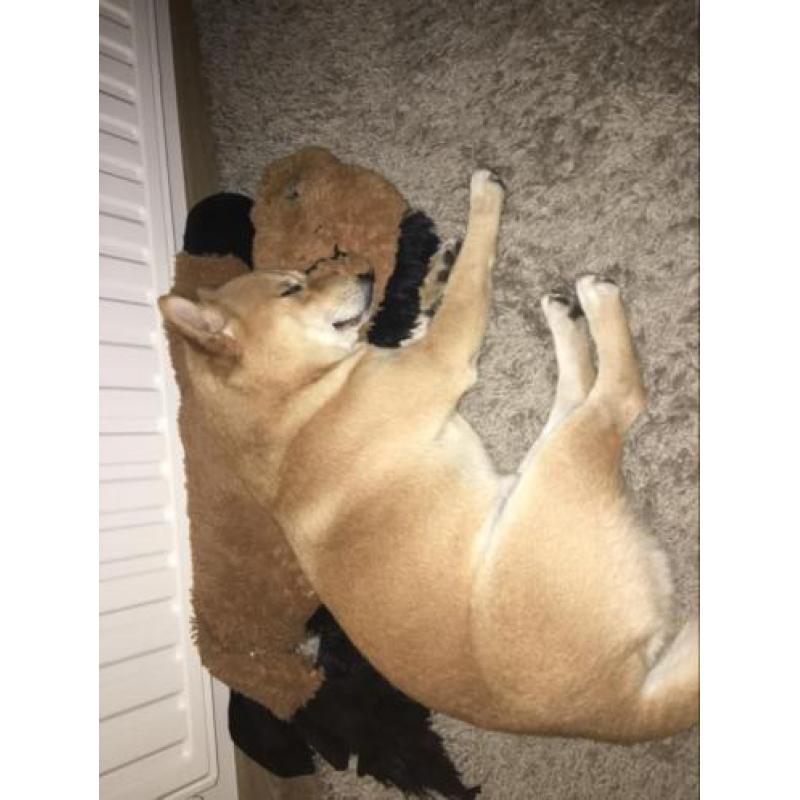 Shiba Inu is opzoek naar teefje