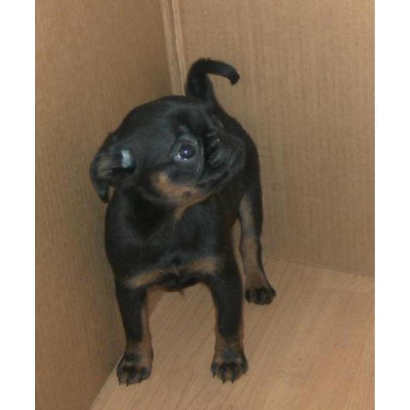 griffon pups zoeken thuis!