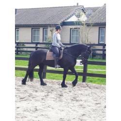 Friese merrie