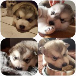 Alaskan malamute pups geboren