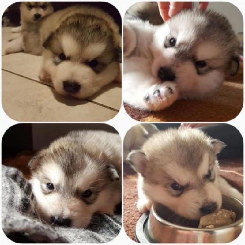Alaskan malamute pups geboren