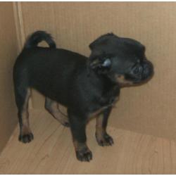 griffon pups zoeken thuis!