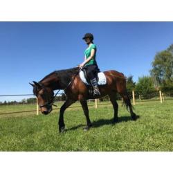 Prachtige 4-jarige merrie Fries x Arabier