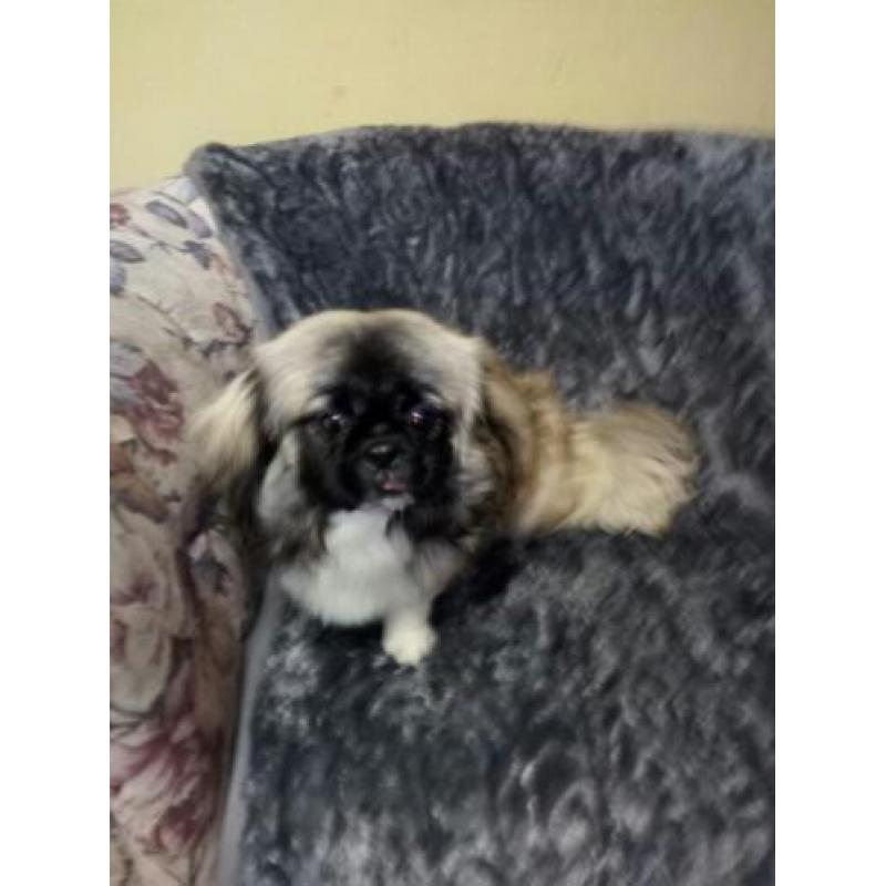 Pekingees Teefje