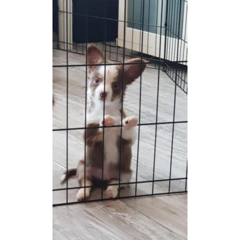 chihuahua reu pup 9 weken