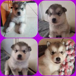 Alaskan malamute pups geboren