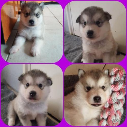 Alaskan malamute pups geboren