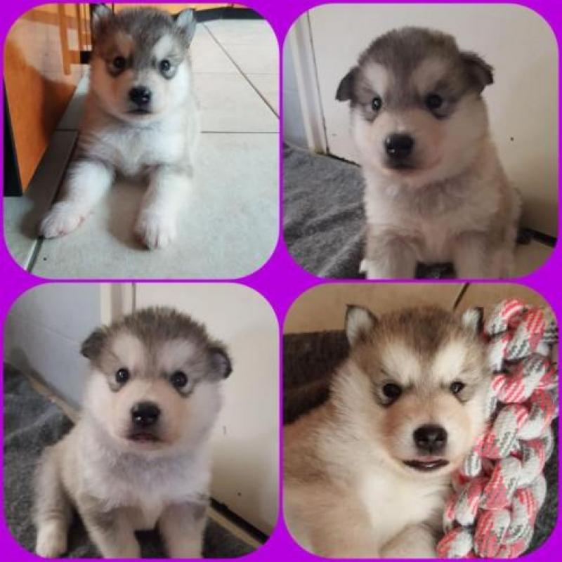 Alaskan malamute pups geboren