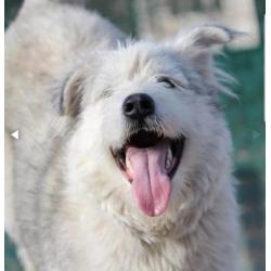 Kruising husky teef 1 jaar zoekt sportieve baas