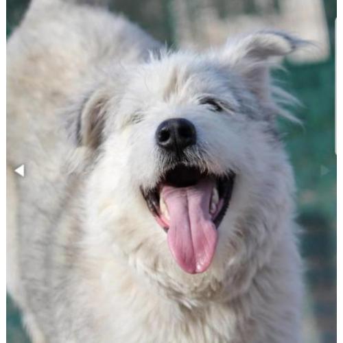 Kruising husky teef 1 jaar zoekt sportieve baas