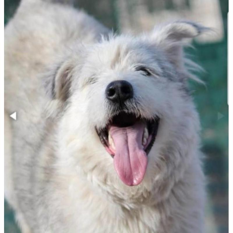 Kruising husky teef 1 jaar zoekt sportieve baas