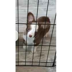 chihuahua reu pup 9 weken