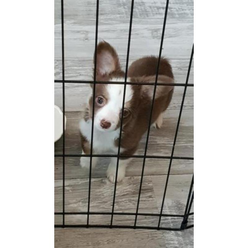 chihuahua reu pup 9 weken