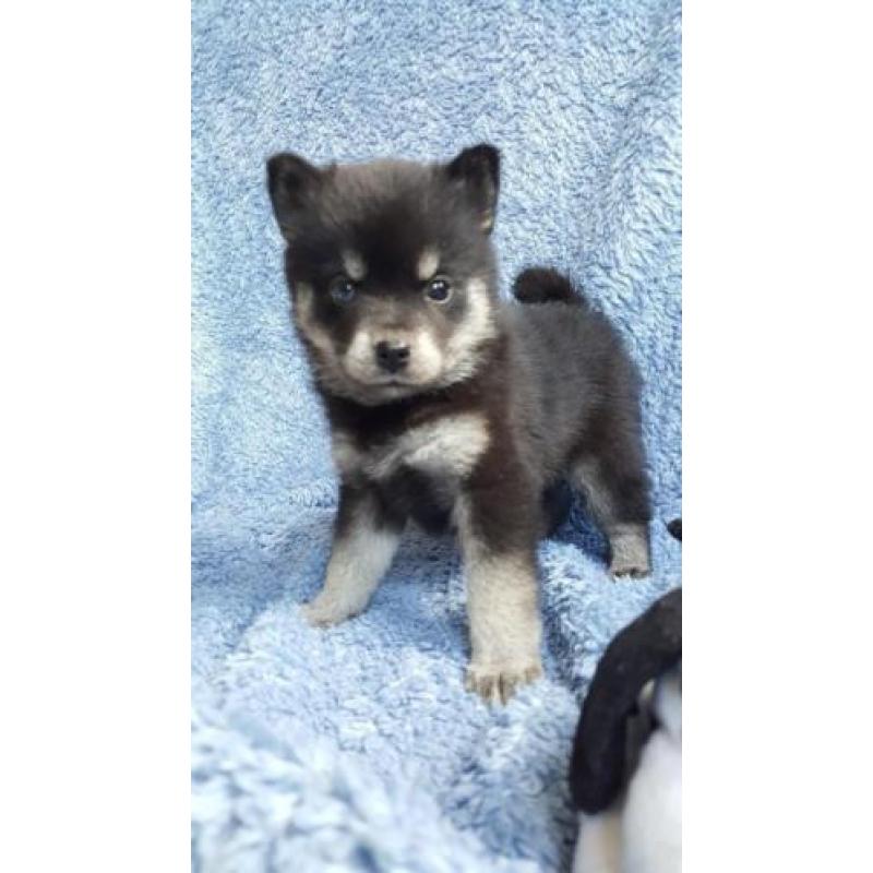Pomsky F2 pups, met stamboom