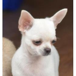 2 mooi chihuahua reu puppies met FCI stamboom