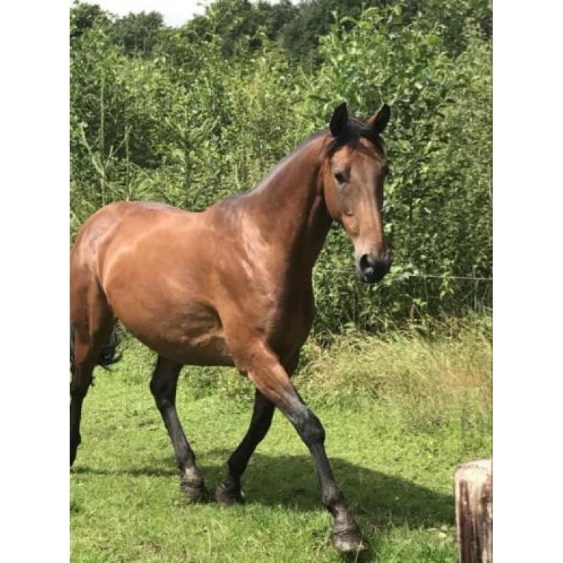 8-jarige Kwpn merrie afstammeling springpaard Peter Pan