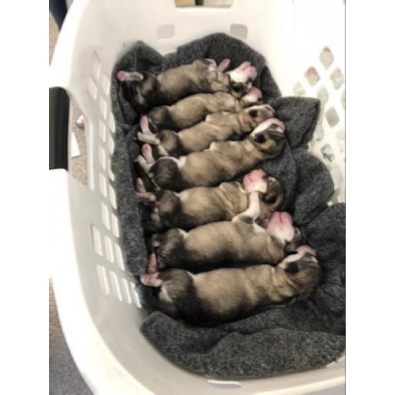 Alaskan malamute pups geboren