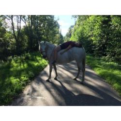 lieve recreatie pony