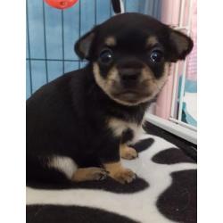 Jack, Jill en Jones zijn op zoek naar hun forever home