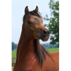 TK 2jr Arabisch Volbloed hengst (interessante prijs) Arabier