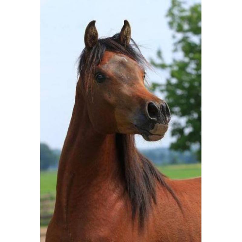 TK 2jr Arabisch Volbloed hengst (interessante prijs) Arabier
