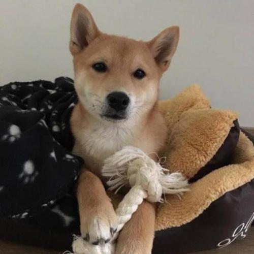 Shiba Inu is opzoek naar teefje