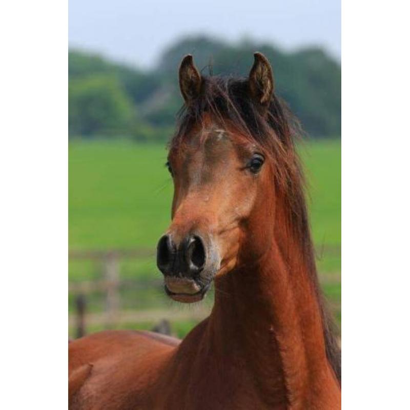 TK 2jr Arabisch Volbloed hengst (interessante prijs) Arabier