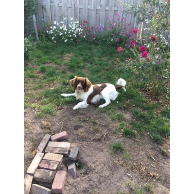 Engelse spring spaniël