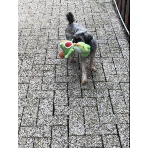 Macho zoekt een liefdevol huisje