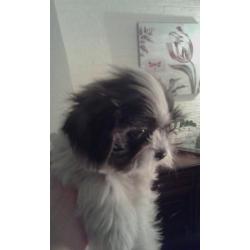 Raszuivere Shih-Tzu pups en zo lief !!!!!!!! RASZUIVER