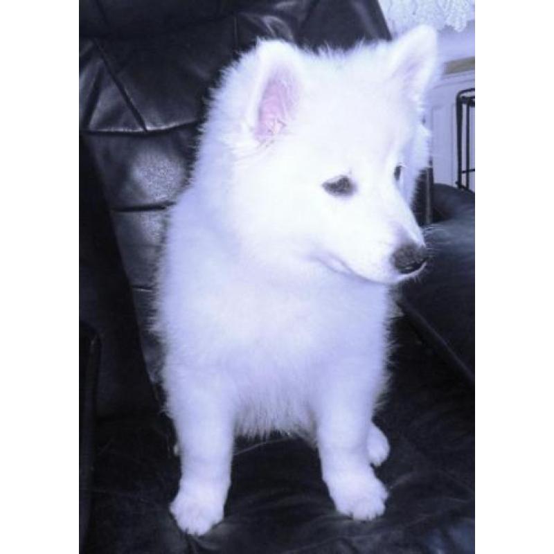 Keeshonden Pups