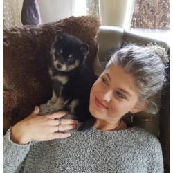 Pomsky F2 pups, met stamboom