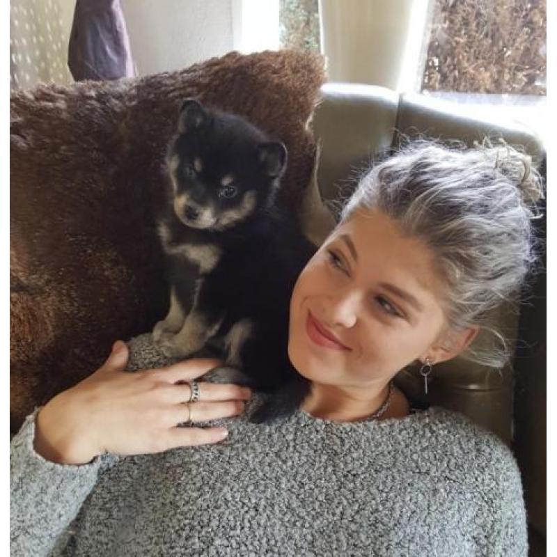 Pomsky F2 pups, met stamboom